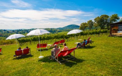 ¿Qué tal un vino entre viñedos, en … Viena?